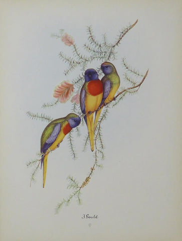 Birds sitting on a Branch John Gould (3) 