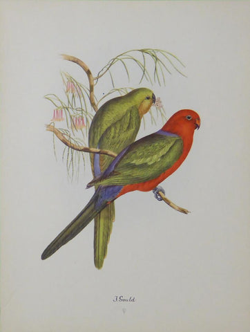 Australian king parrot John Gould 