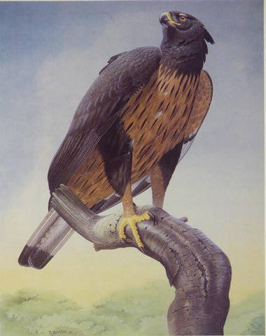Isidor's Eagle