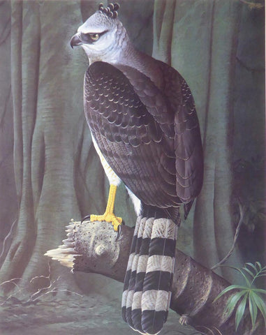 Guyana crested eagle