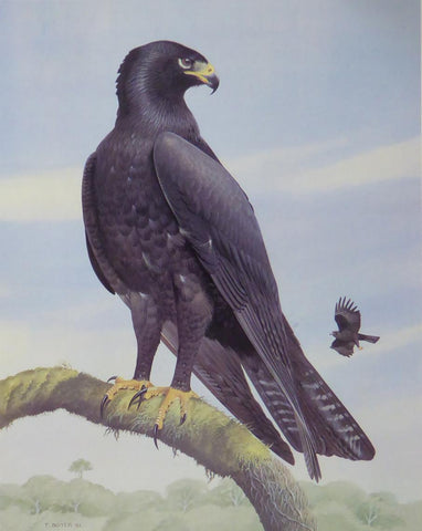 Indian black eagle