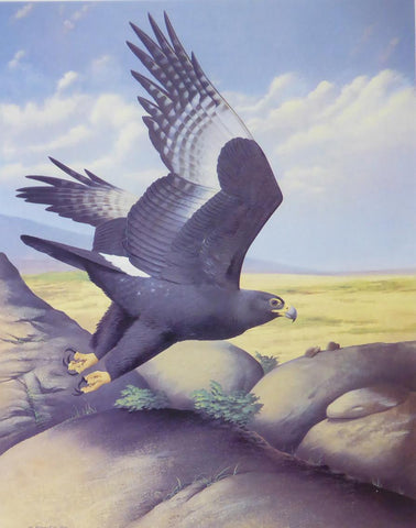 Black Eagle (Verreaux's Eagle)