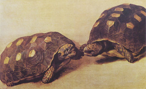 Two Brazilian Tortoises Albert Eckhout