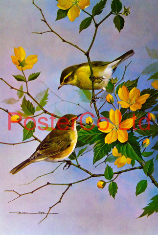Willow Hen and Chiffchaff Kerria Japonica (1) Basil Ede Royle 1975