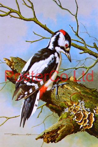 Great Spotted Woodpecker (1) Basil Ede Royle 1975