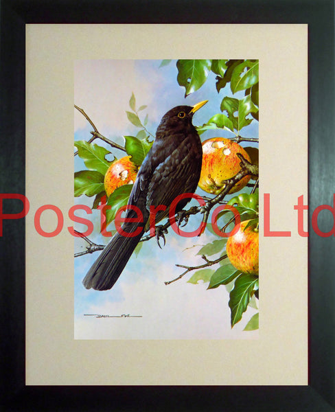 Blackbird, Bramley Apple (1) Basil Ede Royle 1975