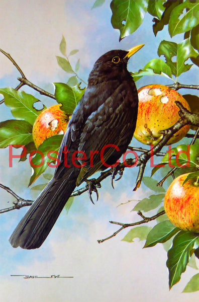 Blackbird, Bramley Apple (1) Basil Ede Royle 1975