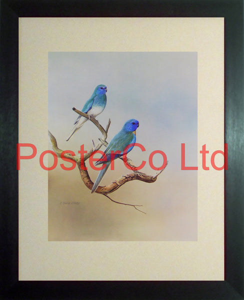Blue Mutation of the Splendid Grass Parakeet (1) R.David Digby