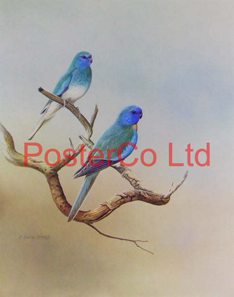 Blue Mutation of the Splendid Grass Parakeet (1) R.David Digby
