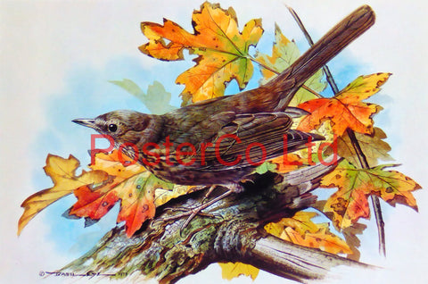 Female Blackbird (1) Basil Ede Royle 1975