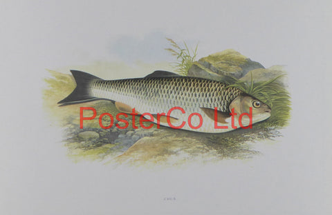 Chub (Fish) - Framed Print - 12"H x 16"W"