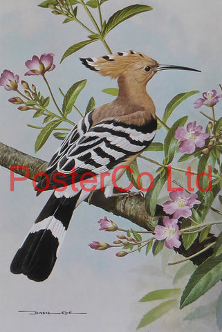 Hoopoe - Great Willow Herb - Basil Ede - Royle 1975 - Framed Vintage Poster Print - 16"H x 12"W