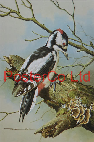 Great Spotted Woodpecker - Basil Ede -Royle 1975 - Framed Vintage Poster Print - 16"H x 12"W