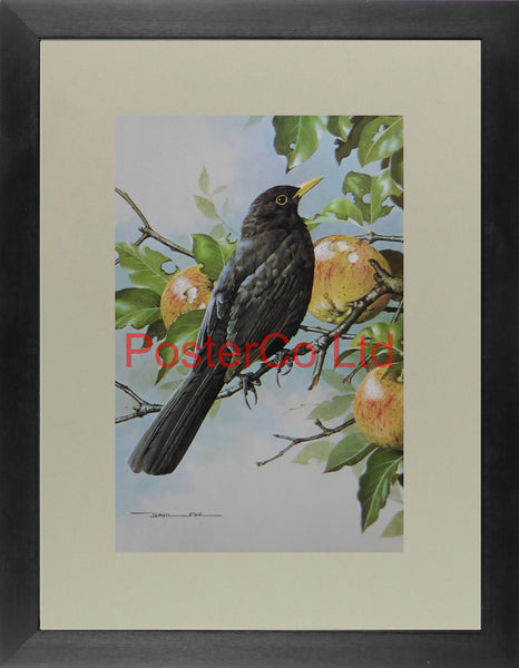 Blackbird, Bramley Apple - Basil Ede - Royle 1975 - Framed Vintage Poster Print - 16"H x 12"W
