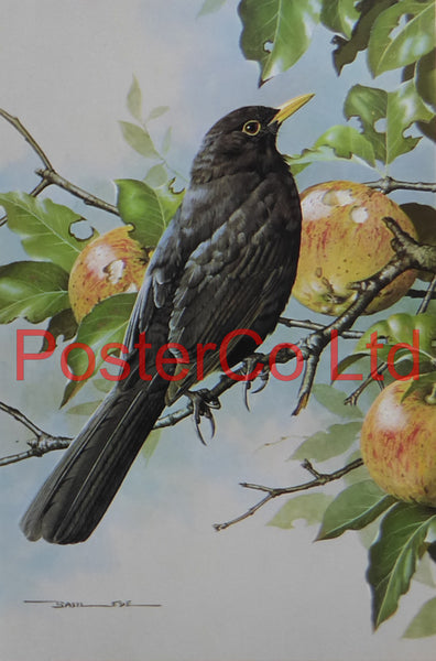 Blackbird, Bramley Apple - Basil Ede - Royle 1975 - Framed Vintage Poster Print - 16"H x 12"W