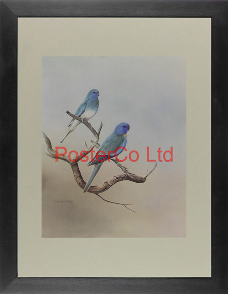 Blue Mutation of the Splendid Grass Parakeet - R.David Digby - Framed Vintage Poster Print - 12"H x 16"W