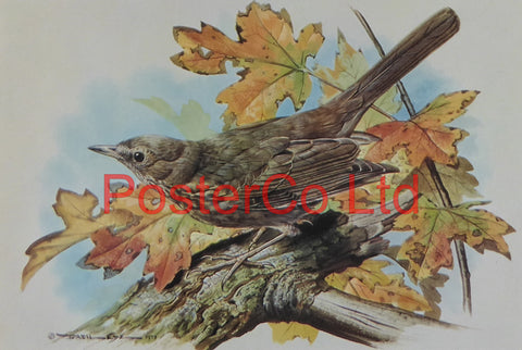Female Blackbird - Basil Ede - Royle 1975 - Framed Vintage Poster Print - 12"H x 16"W