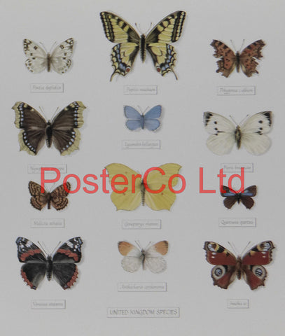 United Kingdom Species of Butterflies - Framed Print - Royle - 16"H x 12"W