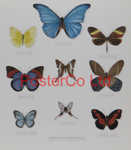 Tropical Rain Forest Species of Butterflies - Framed Print - Royle - 16"H x 12"W