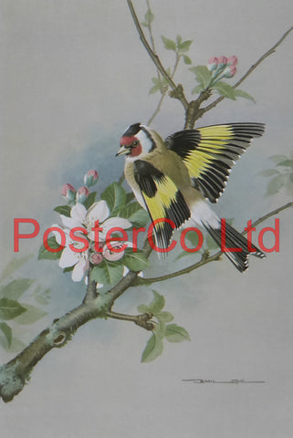 Goldfinch & Apple Blossom - Basil Ede - Royle 1975 - Framed Vintage Poster Print - 16"H x 12"W